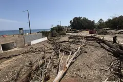 Urgente intervención del Seprona por tala ilegal de árboles en Mojácar en zona protegida