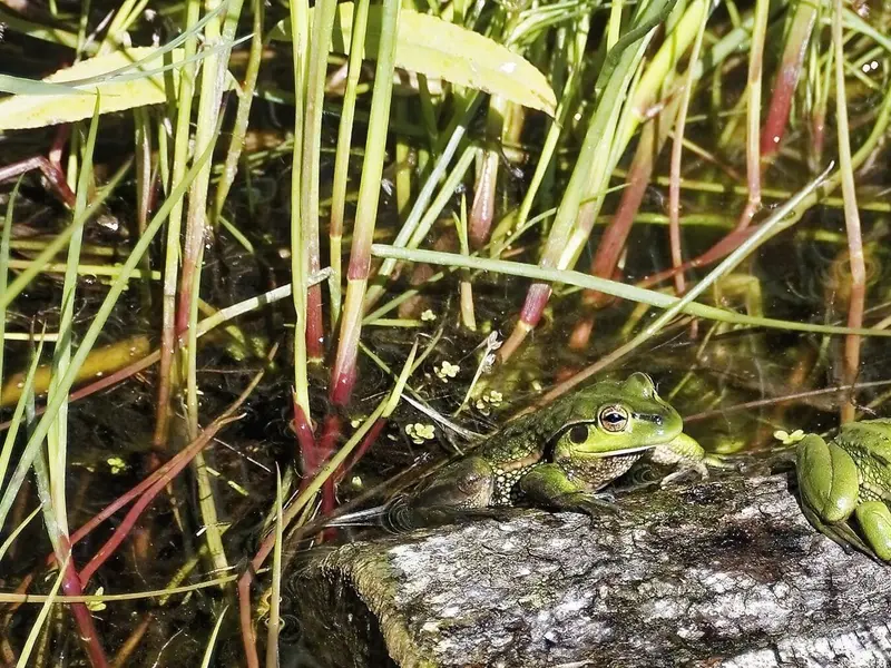 Día Internacional de la Conservación de los Anfibios 2026: Un llamado urgente ante su extinción