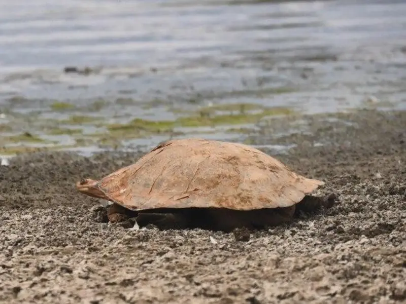 Descubren 500 tortugas en lagos artificiales de Nueva Gales del Sur