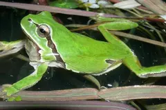 España presenta su primera Lista Roja de especies amenazadas con 428 clasificadas