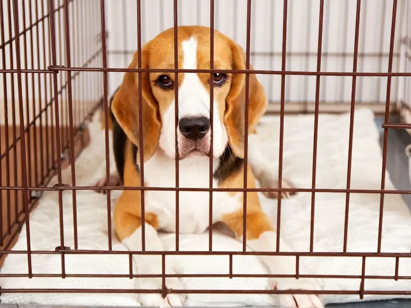 Nueve beagles rescatados de laboratorios buscan un nuevo hogar en España