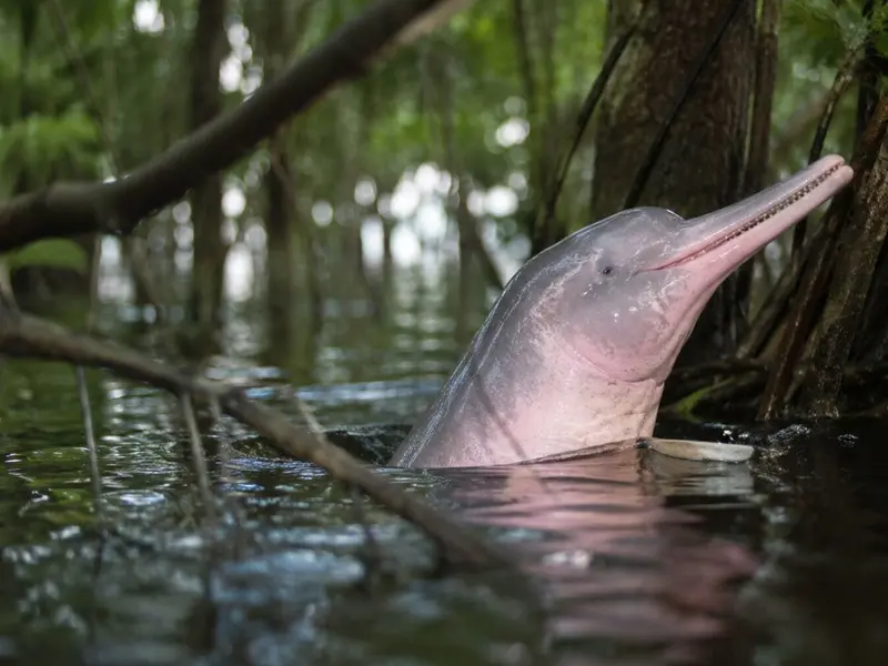 El delfín rosado del Amazonas se adapta a las selvas inundadas con un biosonar avanzado