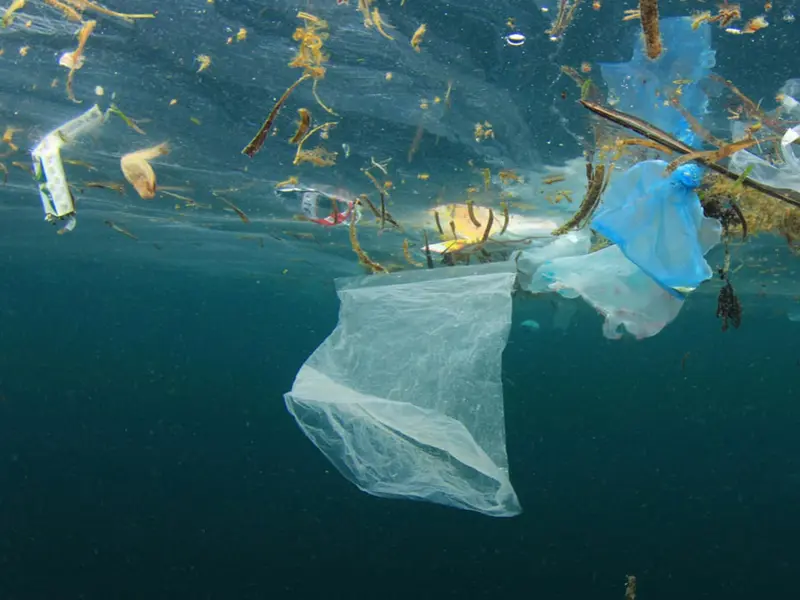 Congreso internacional sobre delitos ambientales en océanos se celebra en Baleares