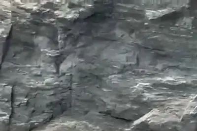 Una cría de tiburón sorprende a bañistas en la cala de Mera