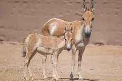 Arabia Saudí anuncia el nacimiento de un potro de onagro persa tras un año de espera
