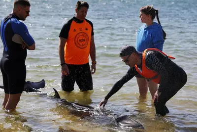 Eutanasia de una cría de ballena varada en la playa de Santa Cristina, Oleiros