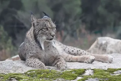 Aragón reintroduce linces ibéricos en el valle del Ebro con seguimiento GPS