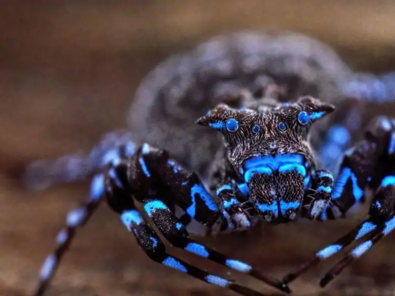 Descubren araña cangrejo fluorescente en el altiplano de Angola, un hallazgo de gran relevancia