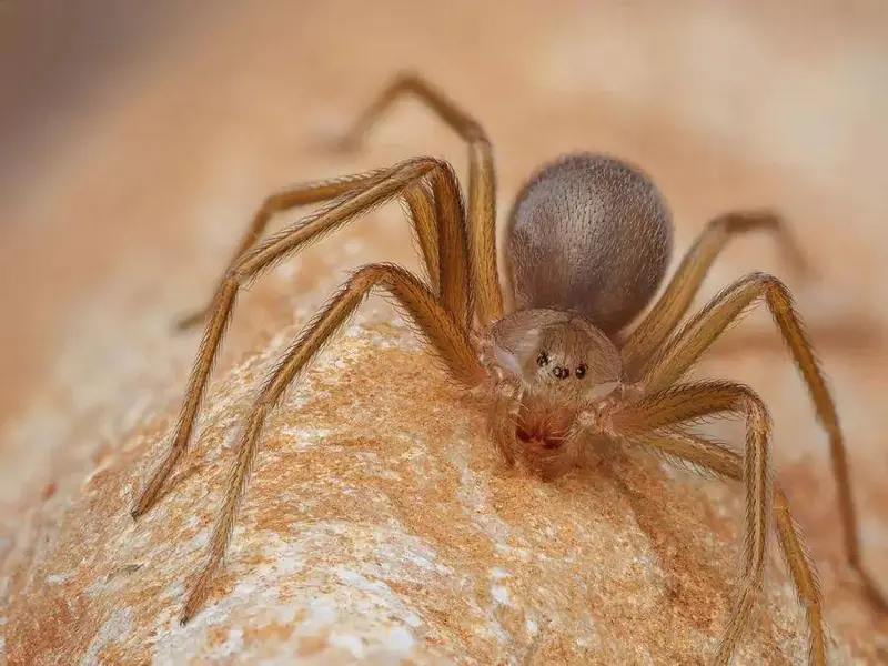 Alerta por la araña violinista en España: precauciones y recomendaciones