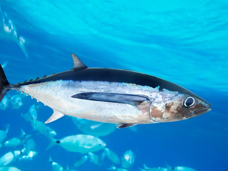 El bonito del norte: tradición y sostenibilidad en el mercado pesquero