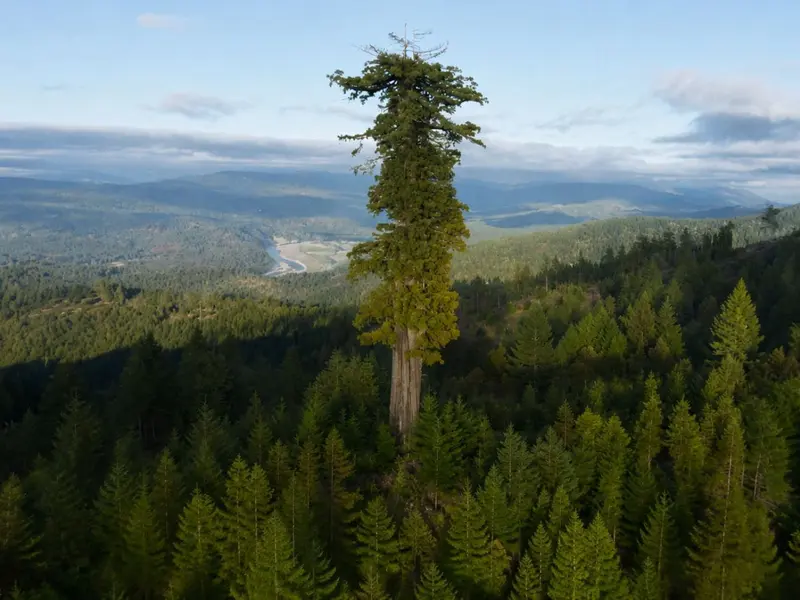 Hyperion, el árbol más alto del mundo, se protege del turismo masivo