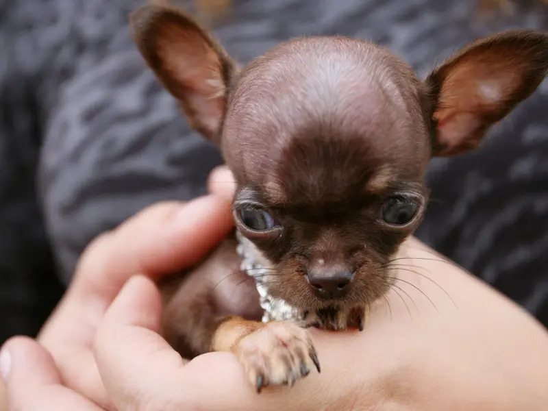Reglamento europeo busca frenar la cría irresponsable de mascotas con características extremas