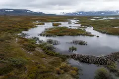 Castores migran al Ártico, transformando ecosistemas en un tiempo de cambio climático