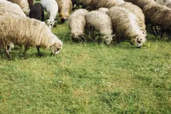 Salou implementa el silvopastoreo con ovejas para prevenir incendios