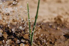 Aguas regeneradas transforman la agricultura en España hacia la sostenibilidad
