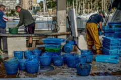 La pesca en España enfrenta graves amenazas por el cambio climático y la contaminación