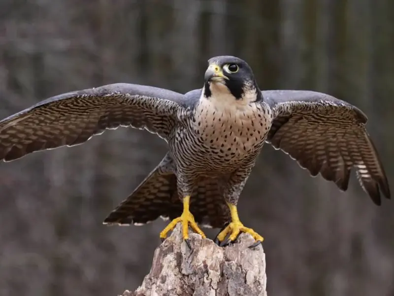 El halcón peregrino vuelve a criar en Marismas del Odiel, indicador de recuperación ambiental