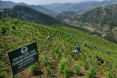 Pakistán lanza un ambicioso plan para plantar 10.000 millones de árboles
