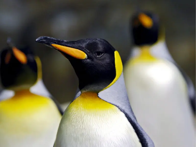 Pingüinos emperadores y lobos finos antárticos ahora en peligro de extinción