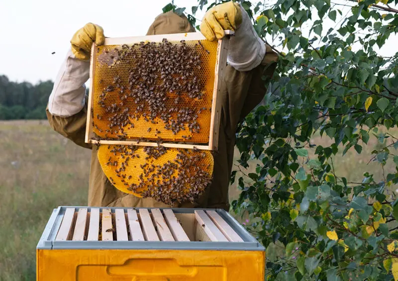 Premios BBVA destacan la sostenibilidad en la España rural con nuevas categorías
