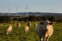 Nueva herramienta ayuda a ganaderos españoles a medir su huella de carbono