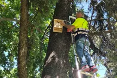 Córdoba instala 80 refugios artificiales para murciélagos en espacios verdes