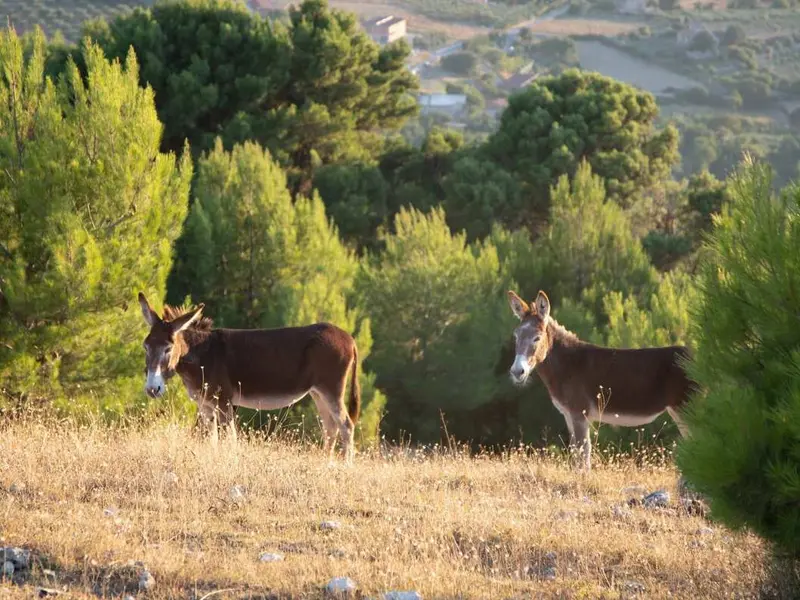Burros como 'bomberos naturales' logran 9 años sin incendios en Doñana