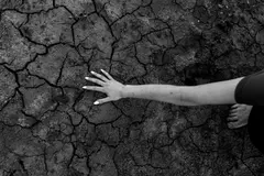 El cambio climático podría acabar con el 36% de la biodiversidad terrestre para 2085