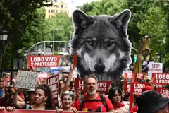 Ecologistas alertan sobre el impacto político en la protección de especies amenazadas