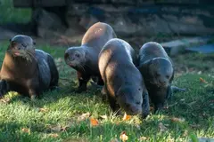 Regreso de la nutria gigante a Argentina: un avance para el ecosistema