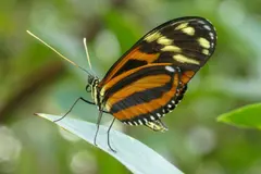 Las mariposas Heliconius viven casi un año gracias a una dieta de polen