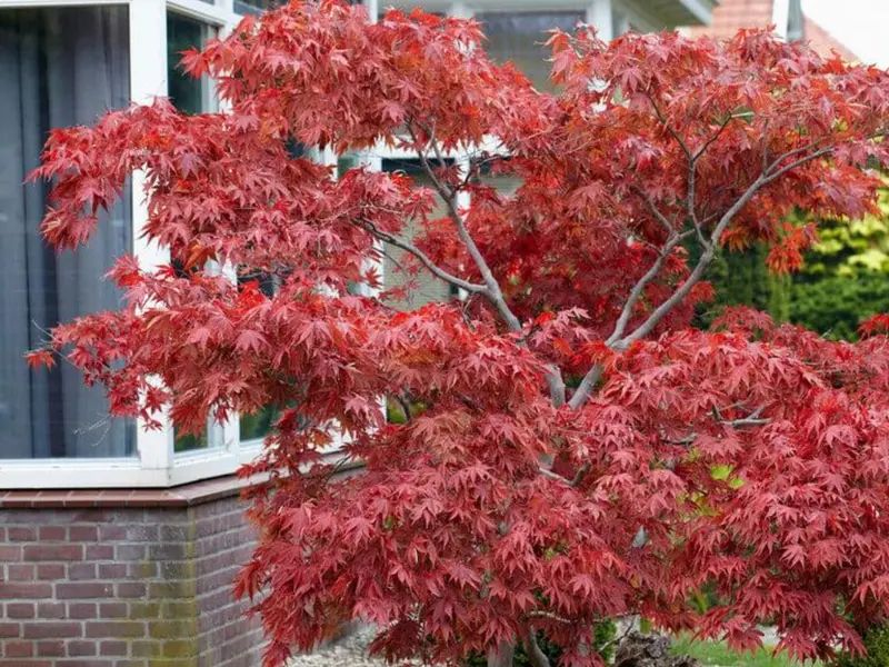 El arce japonés: el árbol ideal para espacios pequeños y balcones