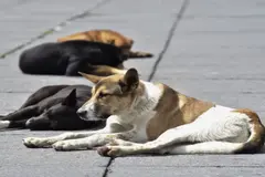 Indignación en México por el sacrificio masivo de perros y su legalidad