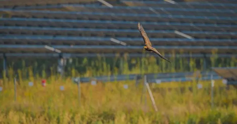 Los parques solares en España potencian la biodiversidad y conservación de especies