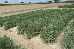 La proteína vegetal del haba, alternativa sostenible según el proyecto FAVAPROT