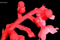Descubren nueva planta endémica en Junín, Perú, en riesgo crítico de extinción