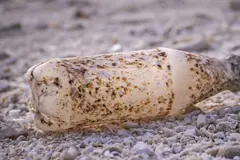 Microorganismos degradan plásticos gracias a genes presentes en más del 95% de las especies