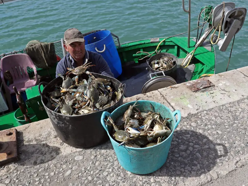 El 'invasivorismo' no frena la expansión de especies invasoras, según científicos