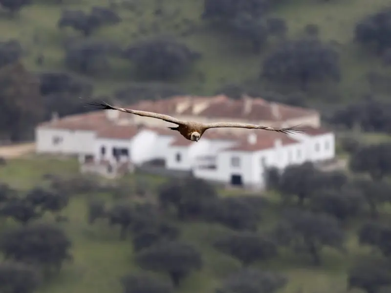 Las áreas protegidas por la UNESCO, clave para la biodiversidad, enfrentan graves riesgos