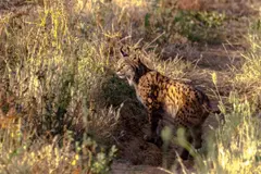 El lince ibérico: un superdepredador que impacta en la población de gatos domésticos