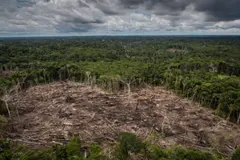 Perú se adapta a la nueva ley de la UE contra la deforestación para sus exportaciones agrícolas