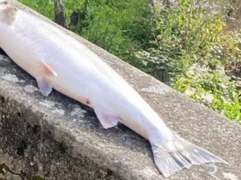 Piden declarar al salmón atlántico en peligro crítico de extinción en España