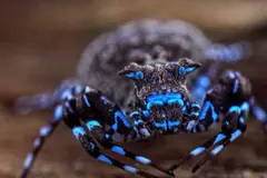 Descubren araña cangrejo fluorescente en el altiplano de Angola, un hallazgo de gran relevancia