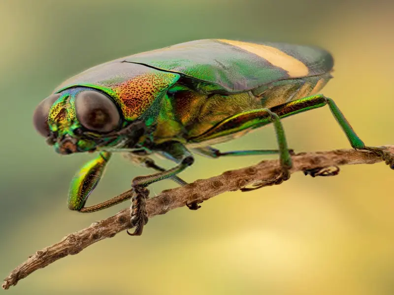 Exposición en Madrid revela la belleza de los insectos urbanos a través de la fotografía macro