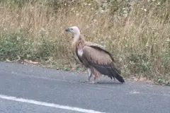 Un buitre genera problemas de tráfico en Valdoviño y es trasladado a Oleiros