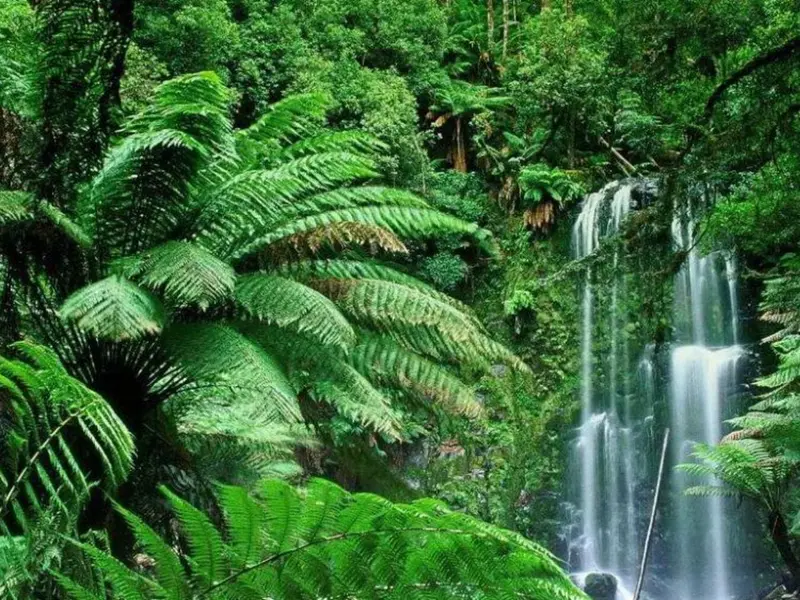 Estudio revela que aves, murciélagos y abejas aceleran la regeneración de bosques tropicales