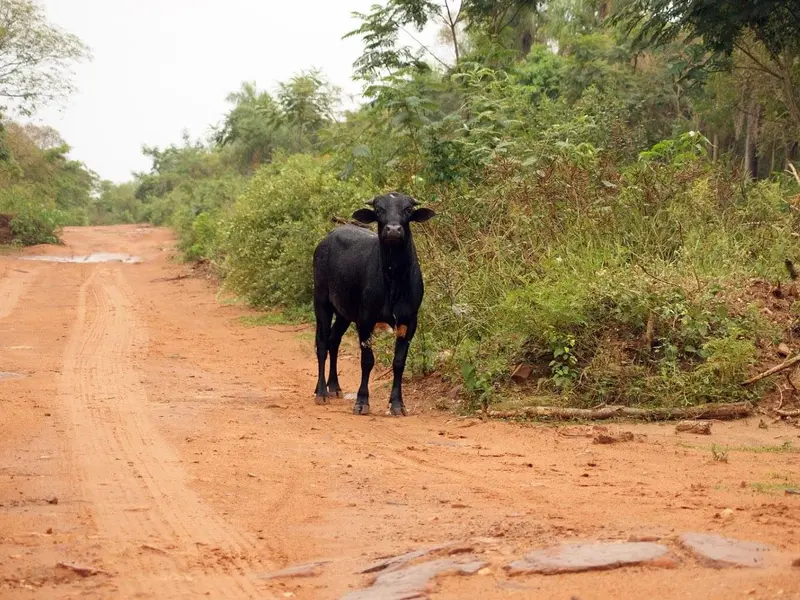 Lula enfrenta demanda por proyecto de carretera en la Amazonía por amenaza de deforestación
