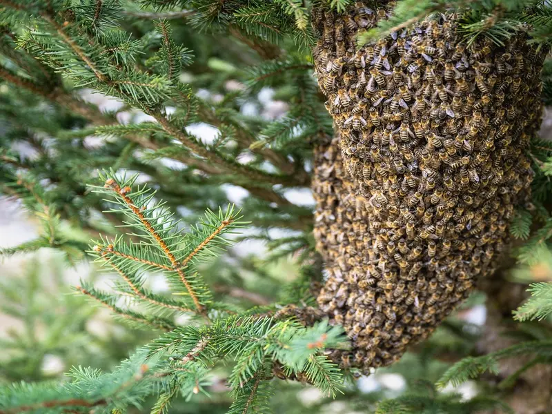 Iniciativa en España une a apicultores y ciudadanos para rescatar abejas