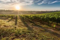Variedades autóctonas de uva ofrecen soluciones ante el cambio climático en el vino