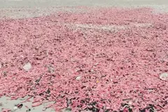 Fenómeno natural tiñe de rosa una playa tailandesa y preocupa a biólogos
